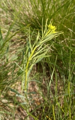 Euphorbia virgata