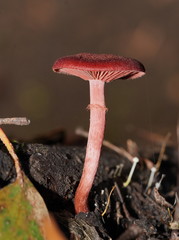 Tubaria rufofulva