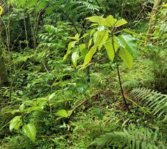Touchardia latifolia