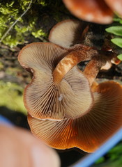 Hypholoma brunneum
