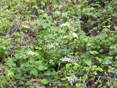 Angelica californica