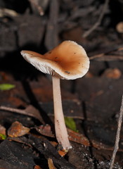 Rhodocollybia incarnata