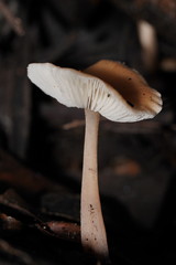 Rhodocollybia incarnata