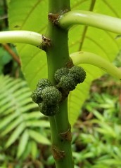 Touchardia latifolia