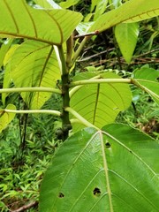 Touchardia latifolia