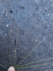 Digitaria sanguinalis