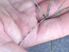 Digitaria sanguinalis