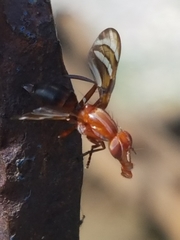 Tritoxa incurva
