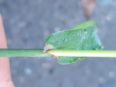 Digitaria sanguinalis