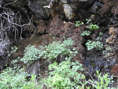 Aquilegia eximia