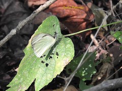 Itaballia demophile centralis