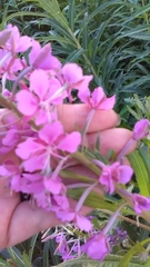 Chamaenerion angustifolium