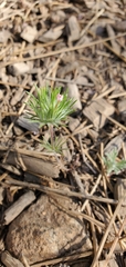 Leptosiphon ciliatus