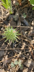 Leptosiphon ciliatus