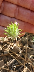 Leptosiphon ciliatus
