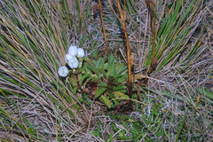 Gentianella angustifolia