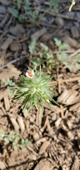 Leptosiphon ciliatus