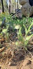 Leptosiphon ciliatus