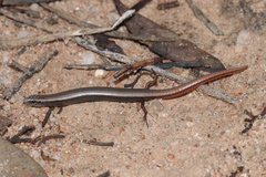 King's Three-Toed Slider photo 1