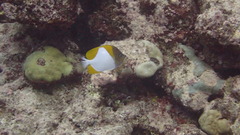 Hemitaurichthys polylepis