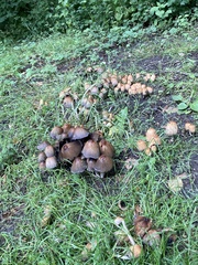 Fungi