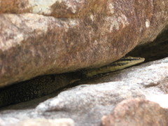 Varanus glauerti