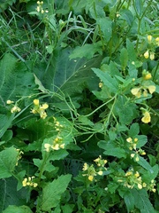 Rhamphospermum arvense