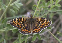 Melitaea pseudornata