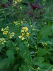 Rhamphospermum arvense