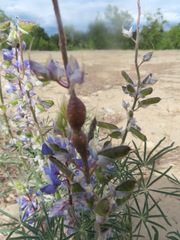 Neolasioptera lupini