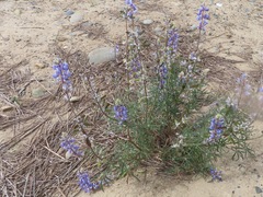 Neolasioptera lupini