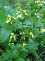 Rhamphospermum arvense