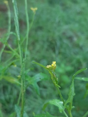 Rhamphospermum arvense