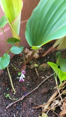 Kaempferia parviflora