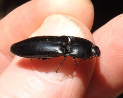 Melanactes