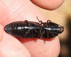 Melanactes