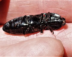 Melanactes