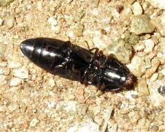 Melanactes