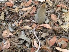 Mesembriomys macrurus