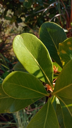 Asteropeiaceae image