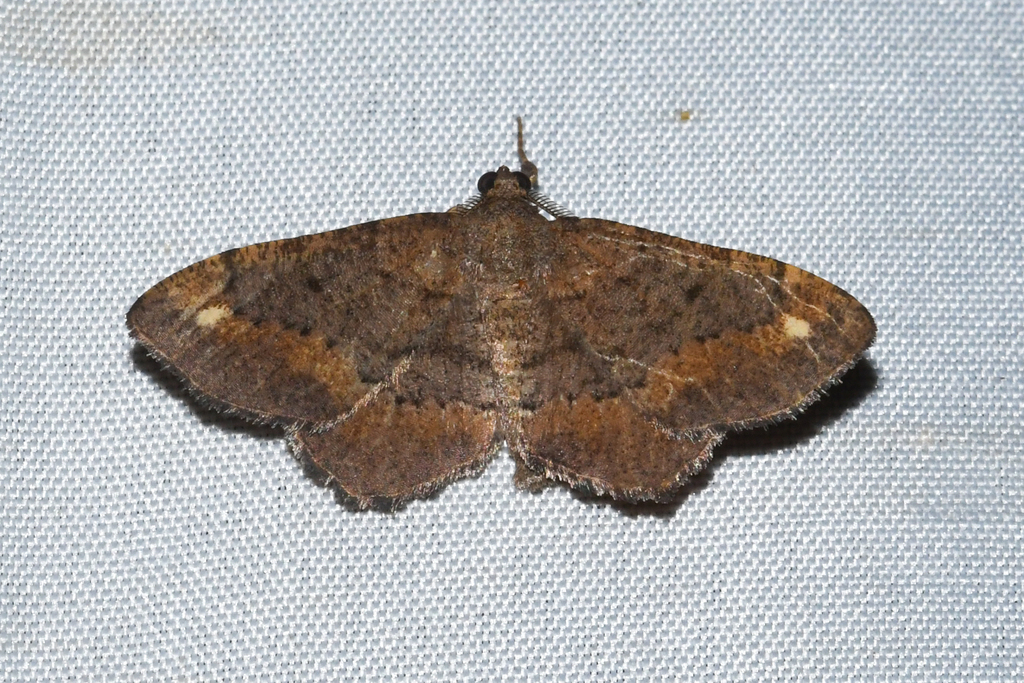 Esther Moth