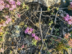 Thymus moldavicus