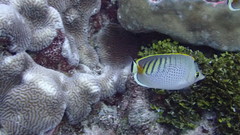 Chaetodon punctatofasciatus