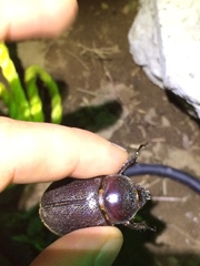 Heterogomphus mniszechi