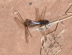 Orthetrum azureum