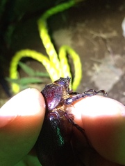 Heterogomphus mniszechi