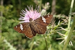 Celaenorrhinus dhanada