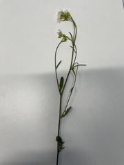 Arabidopsis arenosa