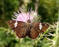 Celaenorrhinus dhanada