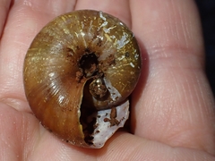Nitor medioximus
